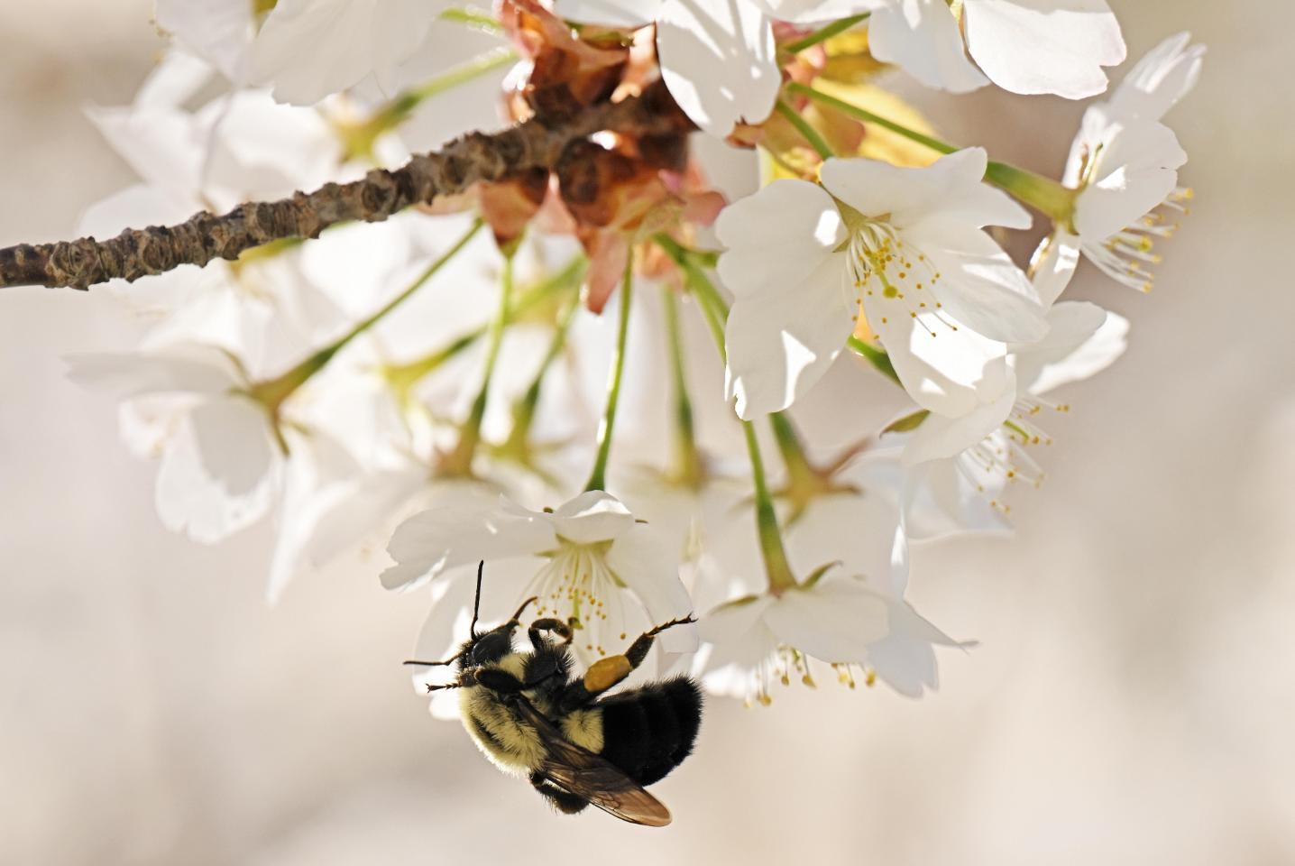 Bumblebee on a flower