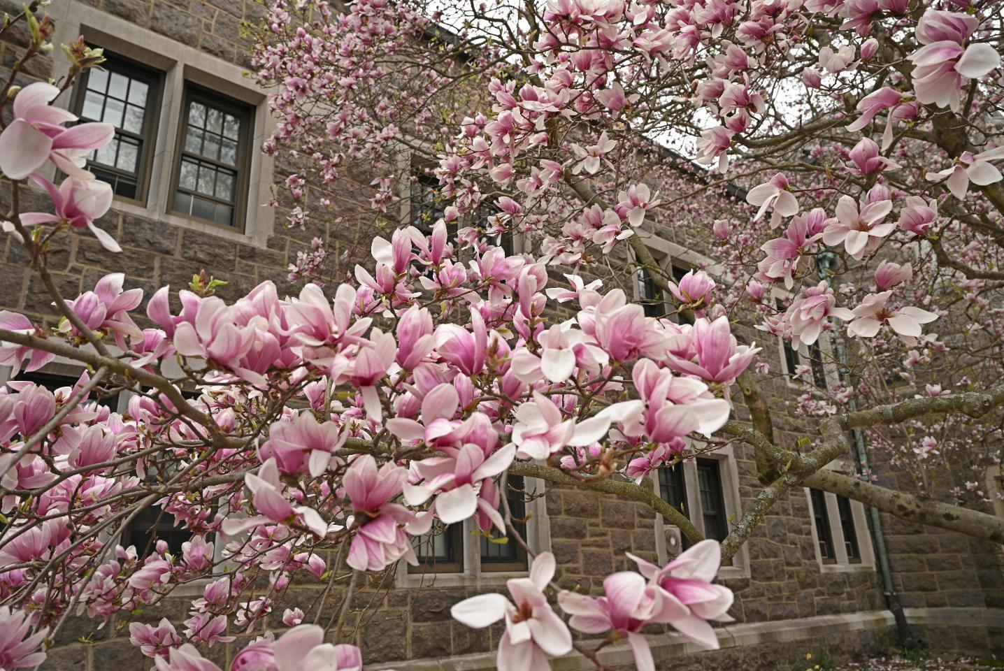 Magnolia Blooming