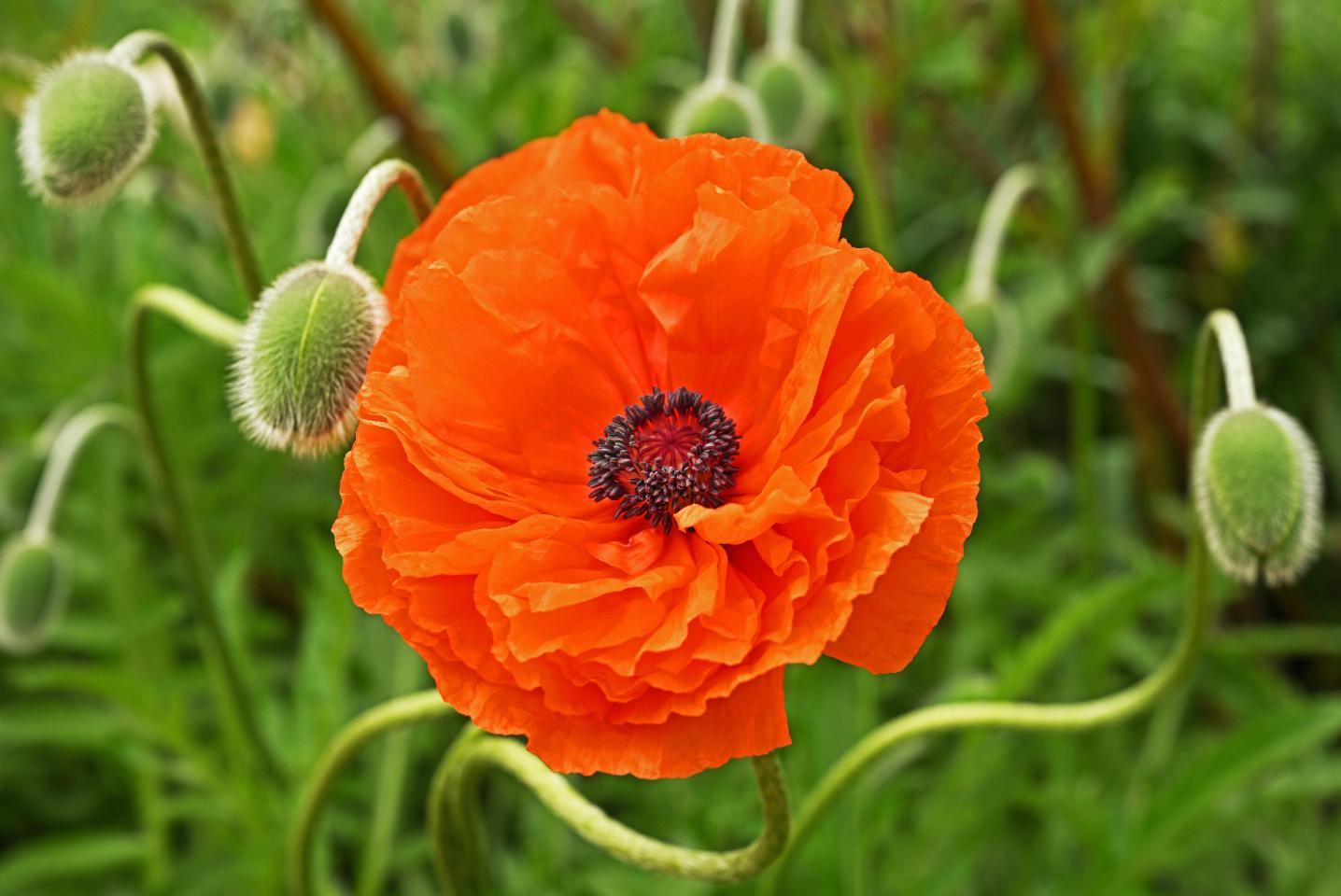 Orange Flower Blooming