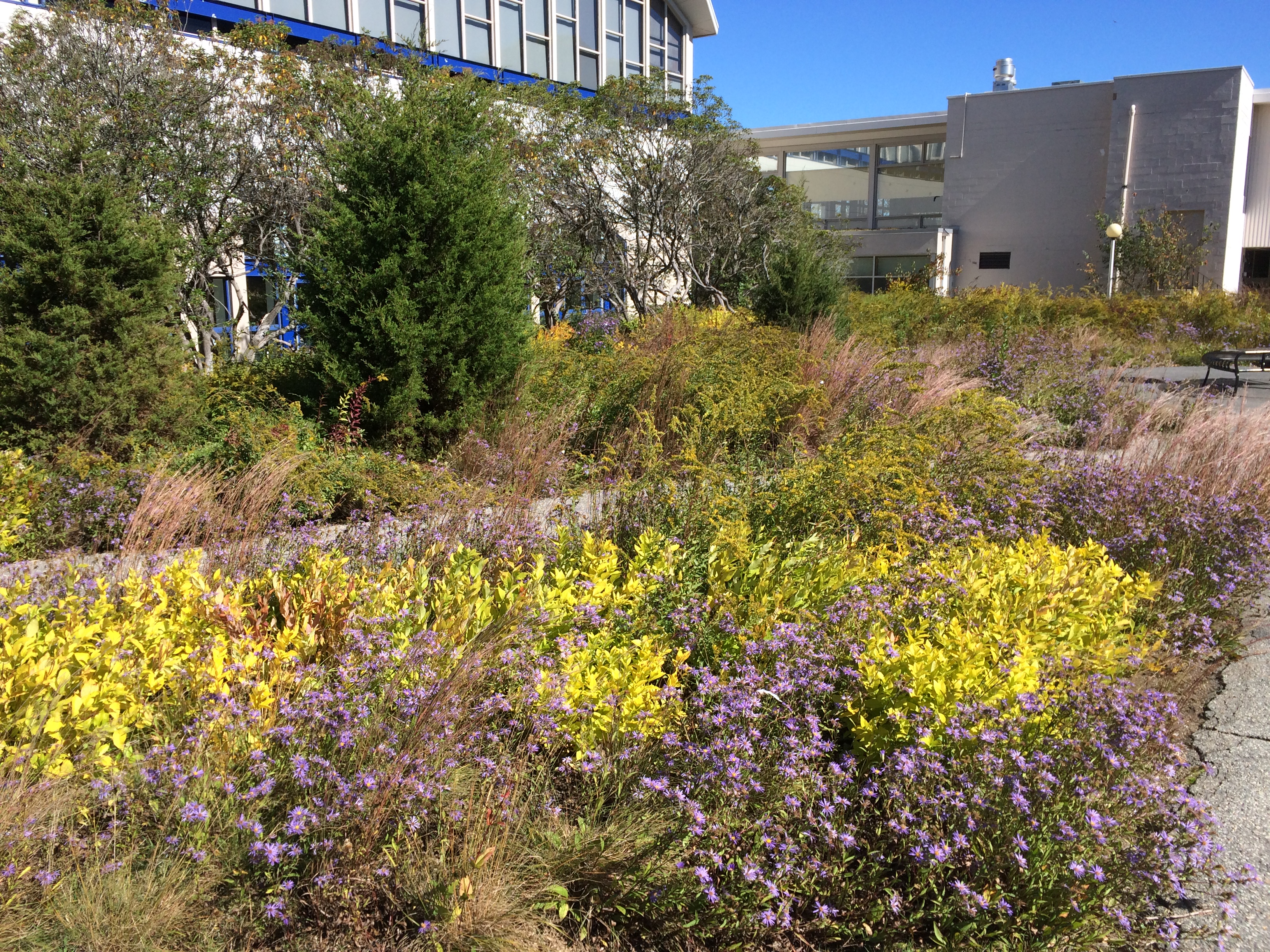 Lillian Niederman Garden