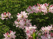 Azalea flowers.